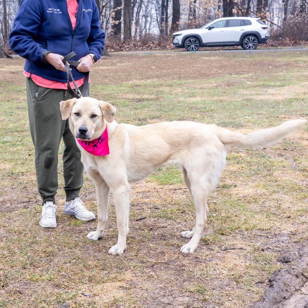 Enlarge Fawn  (Female)  , a Adoptable mixed breed in West Grove, PA image 3/6