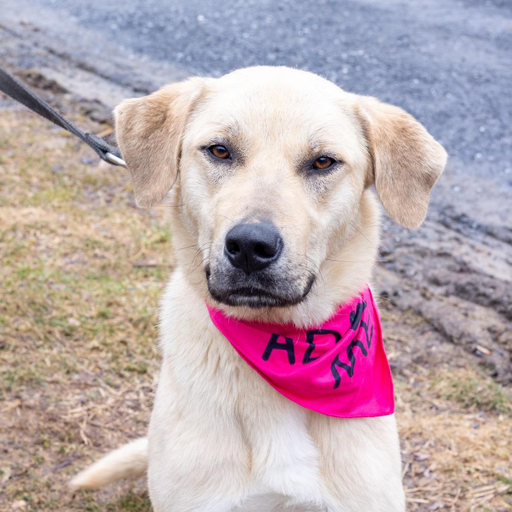 Enlarge Fawn  (Female)  , a Adoptable mixed breed in West Grove, PA image 5/6