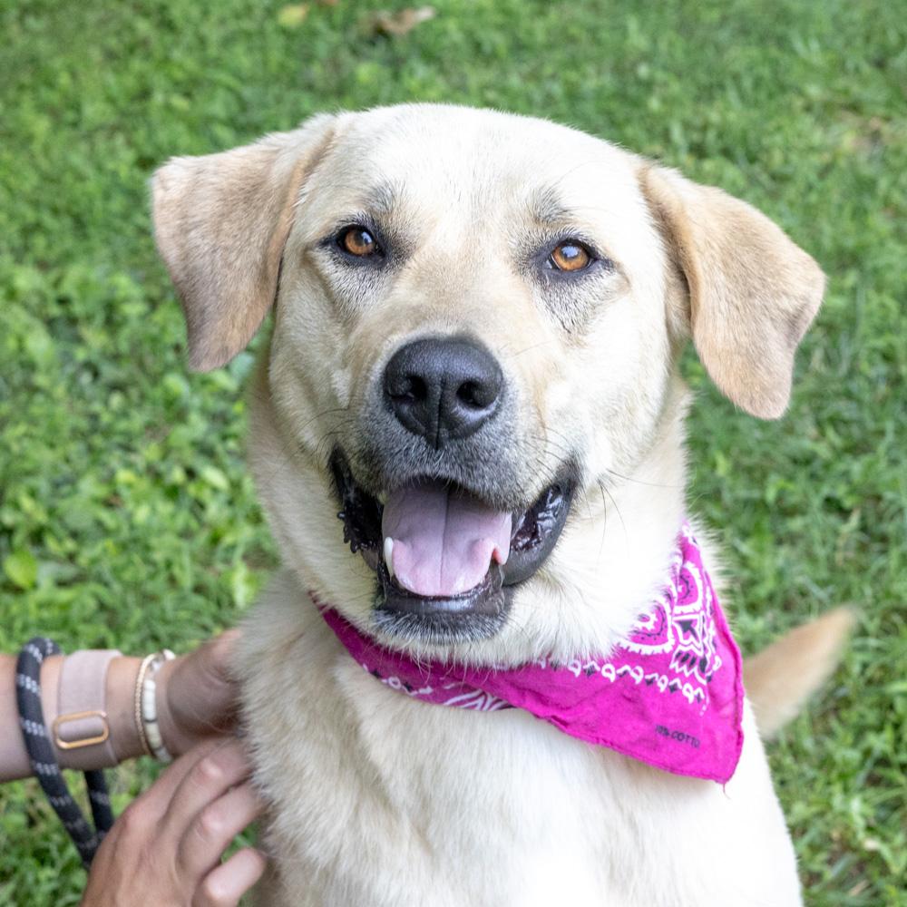 Sienna (Female) , an adoptable mixed breed in West Grove, PA image 1/6