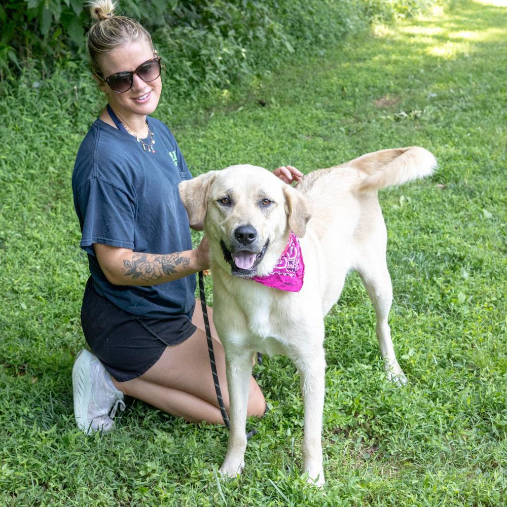 Sienna (Female) , an adoptable mixed breed in West Grove, PA image 3/6