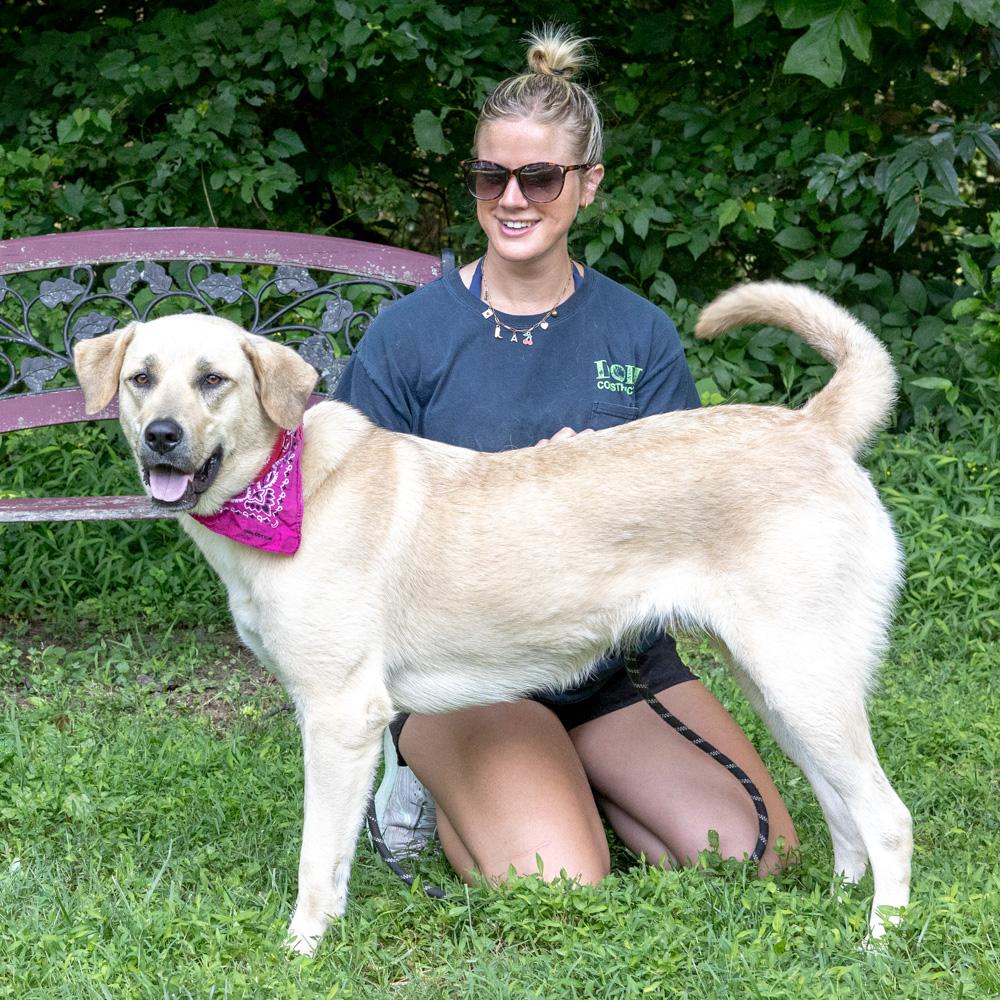 Sienna (Female) , an adoptable mixed breed in West Grove, PA image 4/6