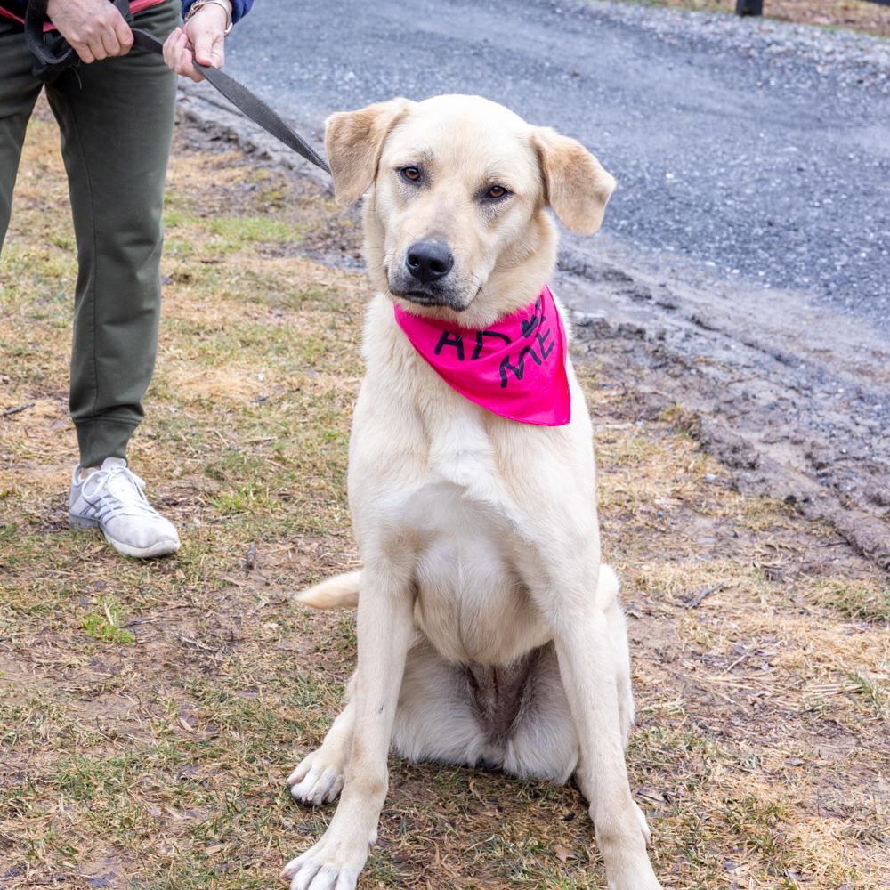 Enlarge Fawn  (Female)  , a Adoptable mixed breed in West Grove, PA image 1/6