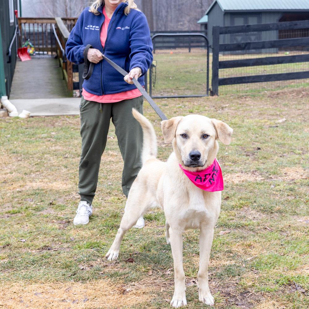 Enlarge Fawn  (Female)  , a Adoptable mixed breed in West Grove, PA image 4/6