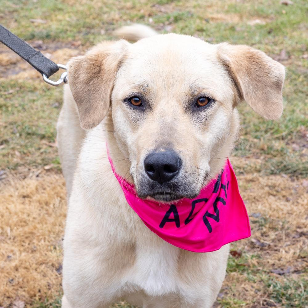 Enlarge Fawn  (Female)  , a Adoptable mixed breed in West Grove, PA image 2/6