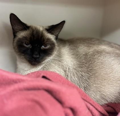 NineTails (& Eevee), a ADOPTABLE Siamese in Saanichton, BC image 4/6