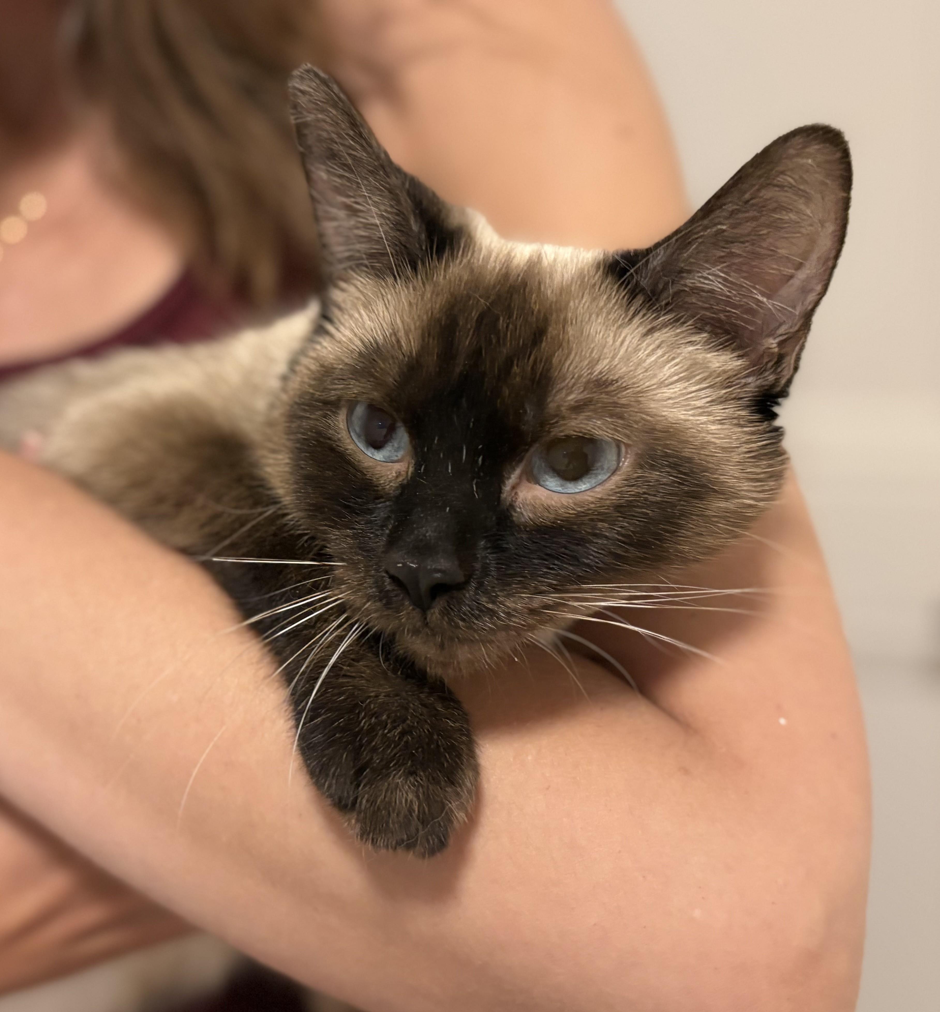 NineTails (& Eevee), a ADOPTABLE Siamese in Saanichton, BC image 1/6
