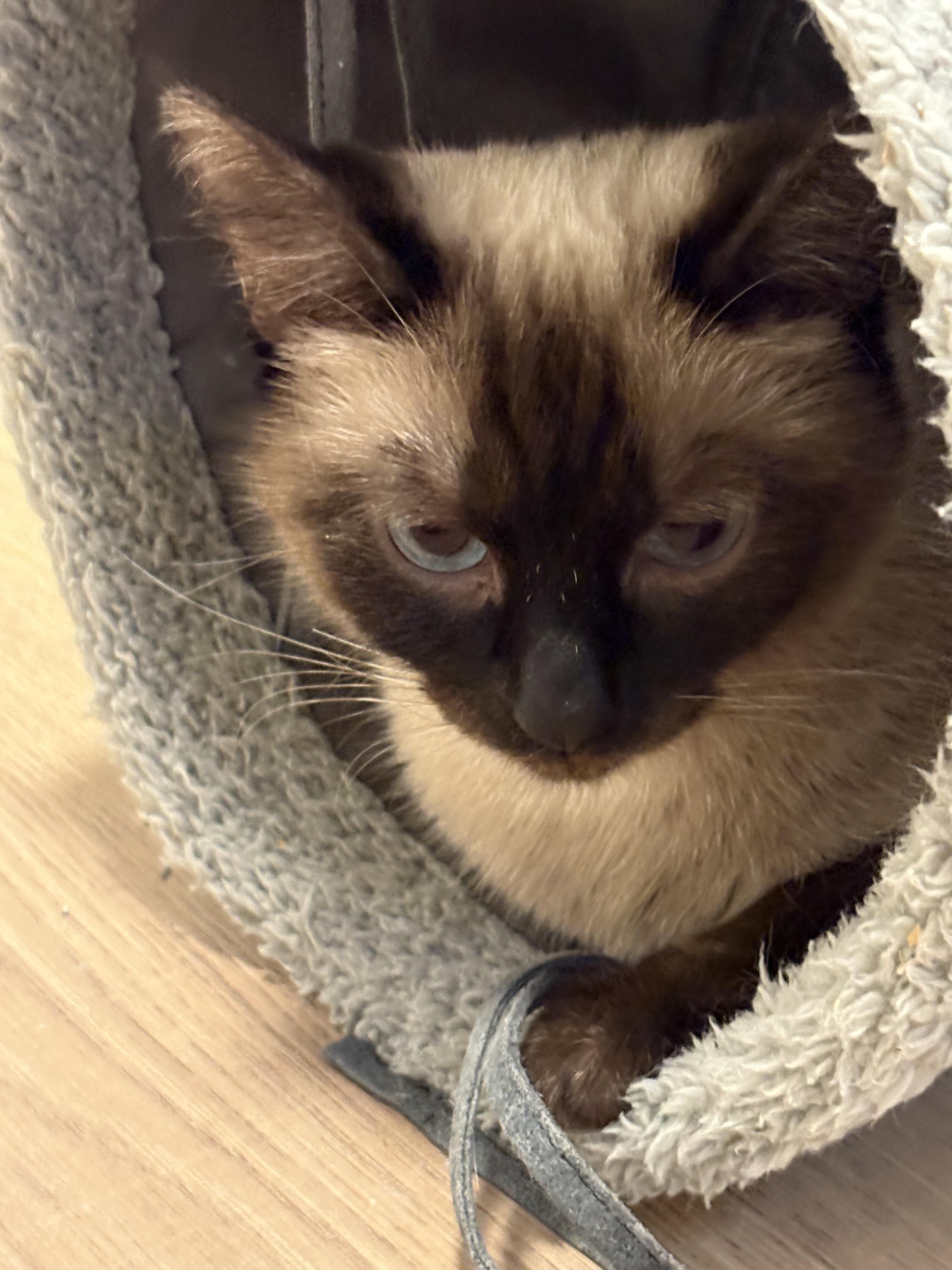 NineTails (& Eevee), a ADOPTABLE Siamese in Saanichton, BC image 2/6