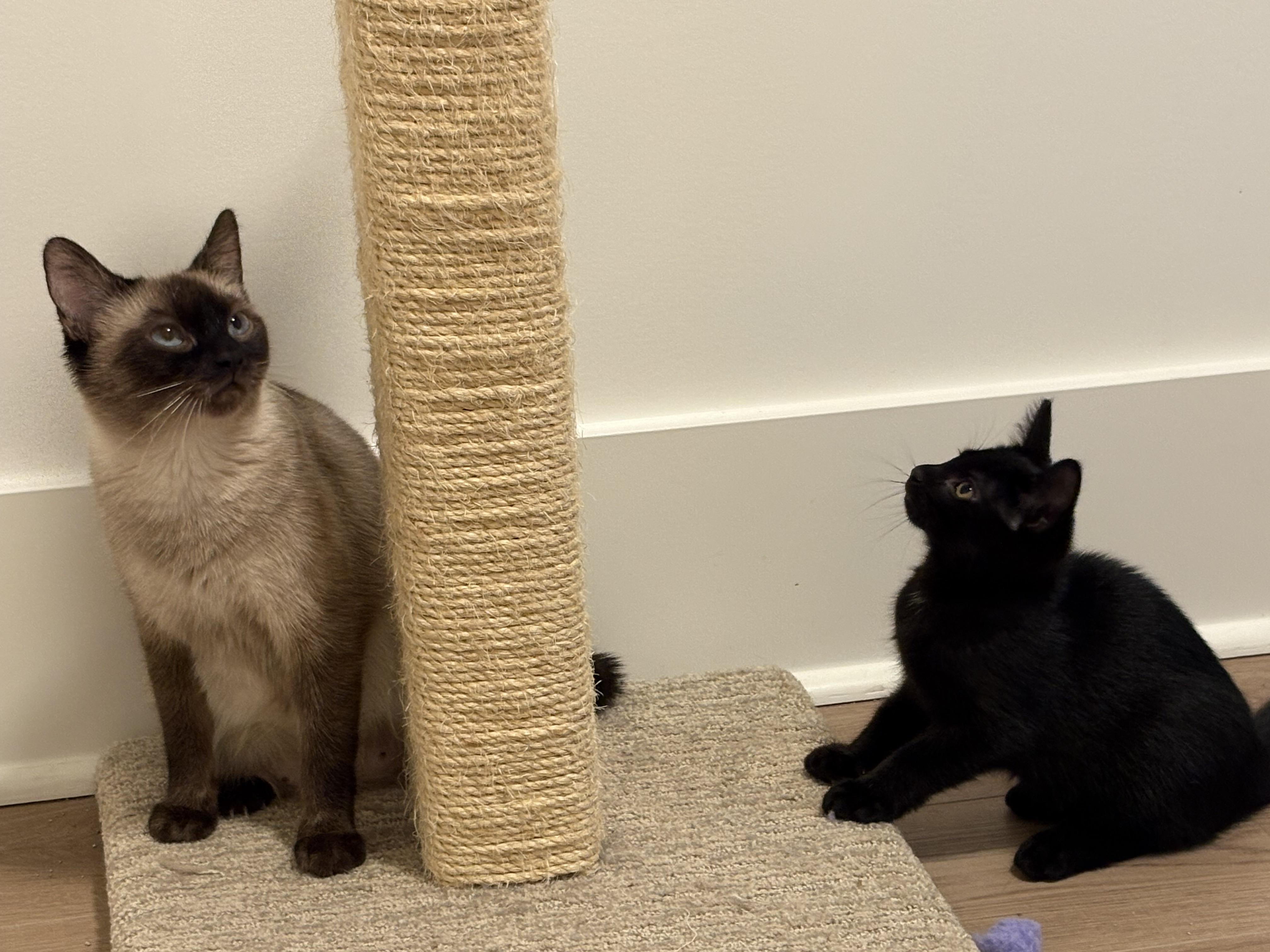 NineTails (& Eevee), a ADOPTABLE Siamese in Saanichton, BC image 5/6