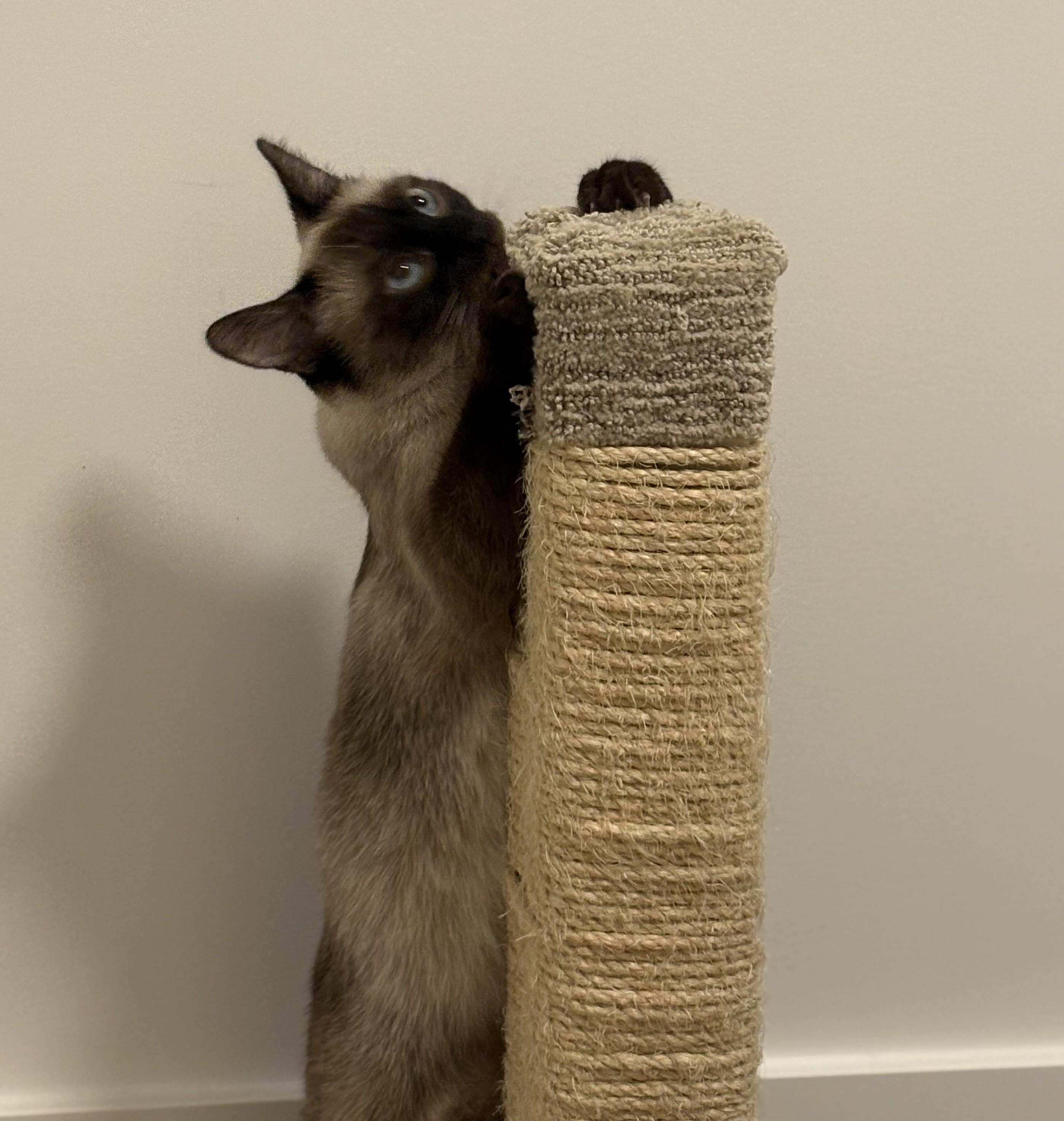 NineTails (& Eevee), a ADOPTABLE Siamese in Saanichton, BC image 3/6