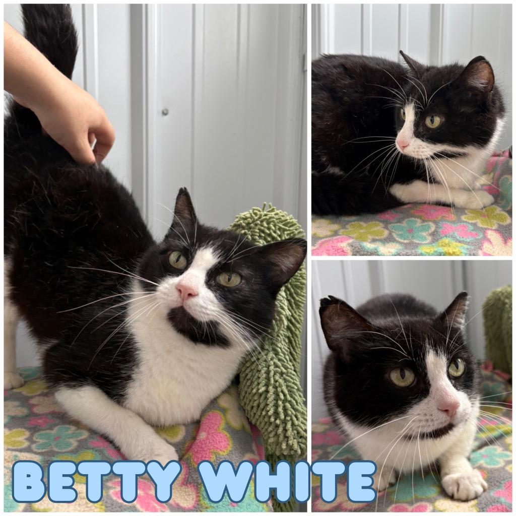 Enlarge Betty White - Fee Waived - Silo, a Adoptable mixed breed in Pierceton, IN image 1/2