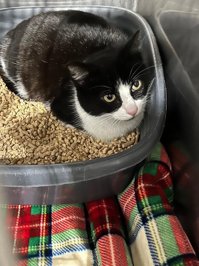 Betty White - Silo, a Adoptable mixed breed in Pierceton, IN image 2/2