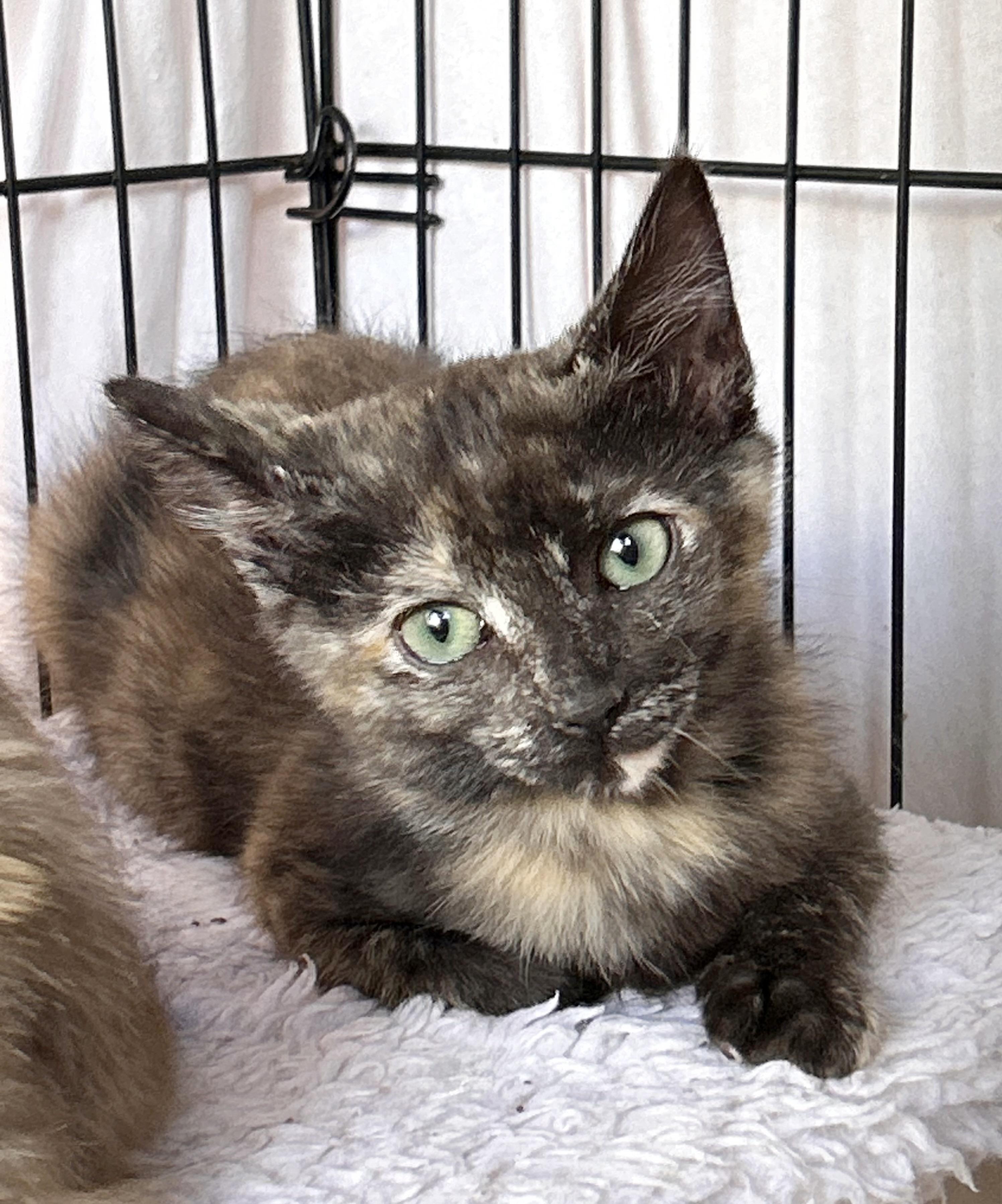 Plum, an adopted Domestic Short Hair in Durango, CO image 1/2