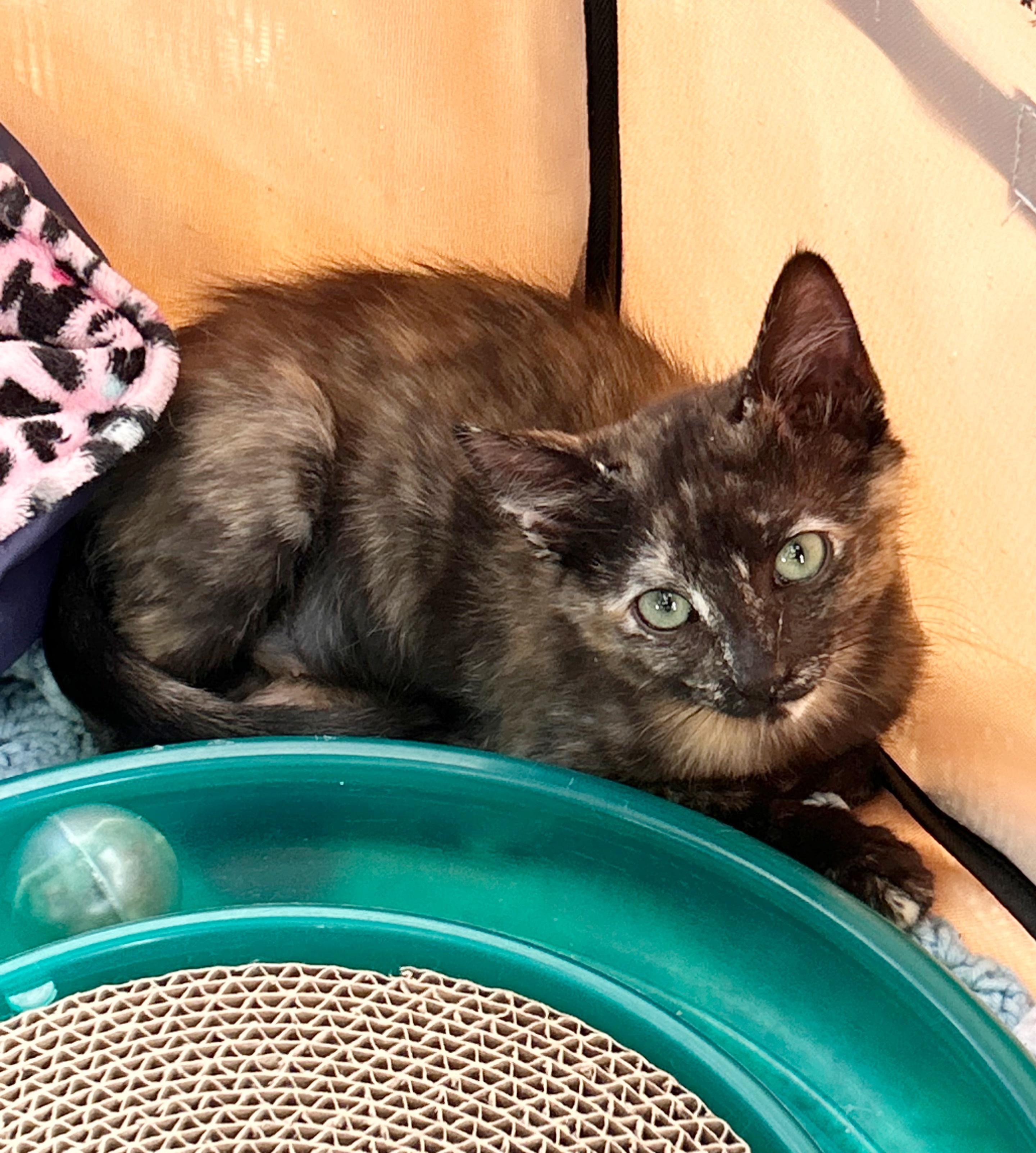 Plum, an adopted Domestic Short Hair in Durango, CO image 2/2