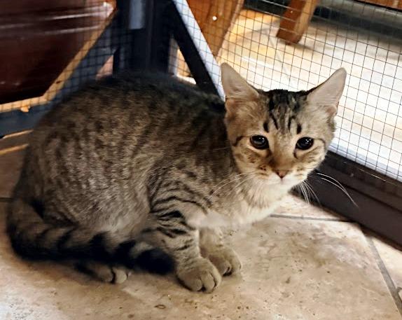 Enlarge Sneezy, a Adoptable American Shorthair in HOWELL, MI image 2/4