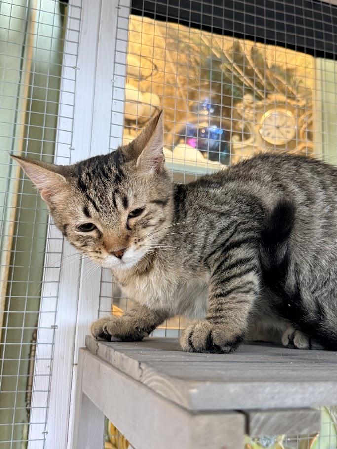 Enlarge Sneezy, a Adoptable American Shorthair in HOWELL, MI image 3/4