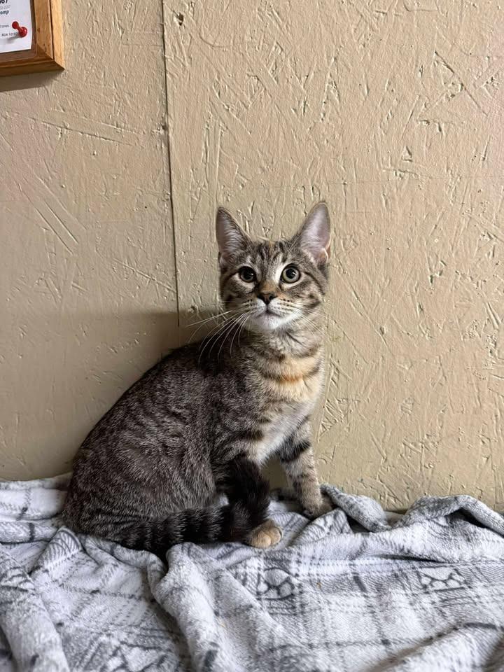 Enlarge Pippi, a Adoptable mixed breed in Shelbyville, TN image 1/3