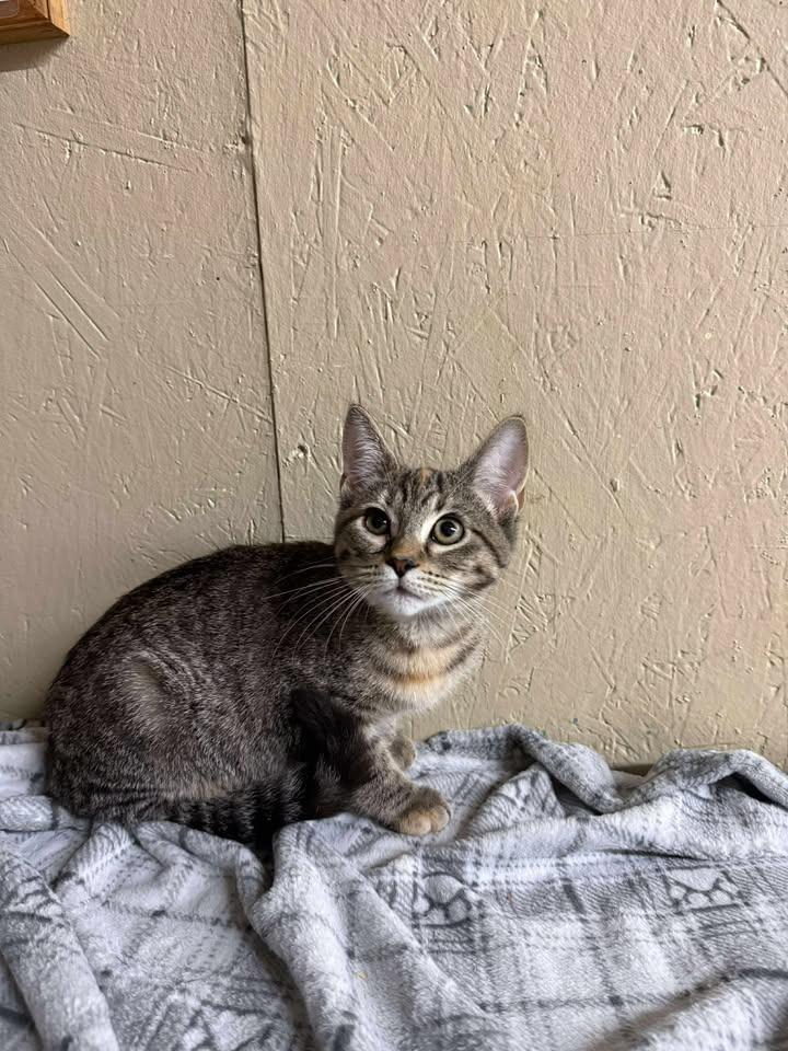 Enlarge Pippi, a Adoptable mixed breed in Shelbyville, TN image 2/3