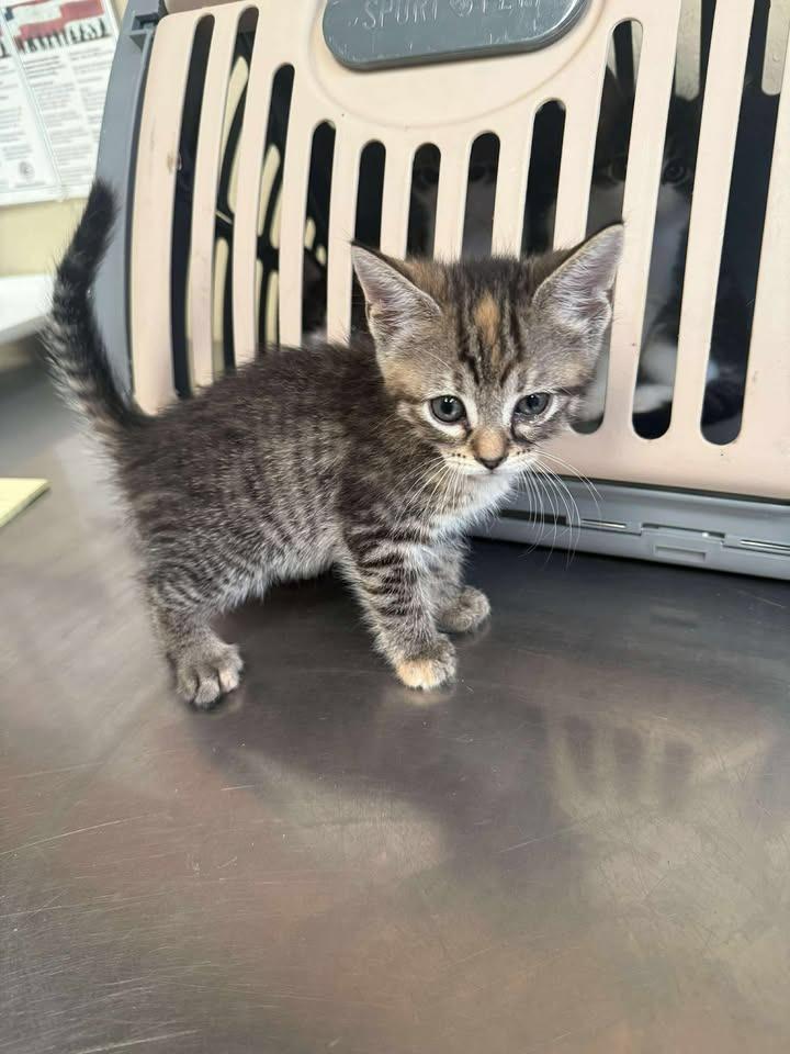 Enlarge Pippi, a Adoptable mixed breed in Shelbyville, TN image 3/3