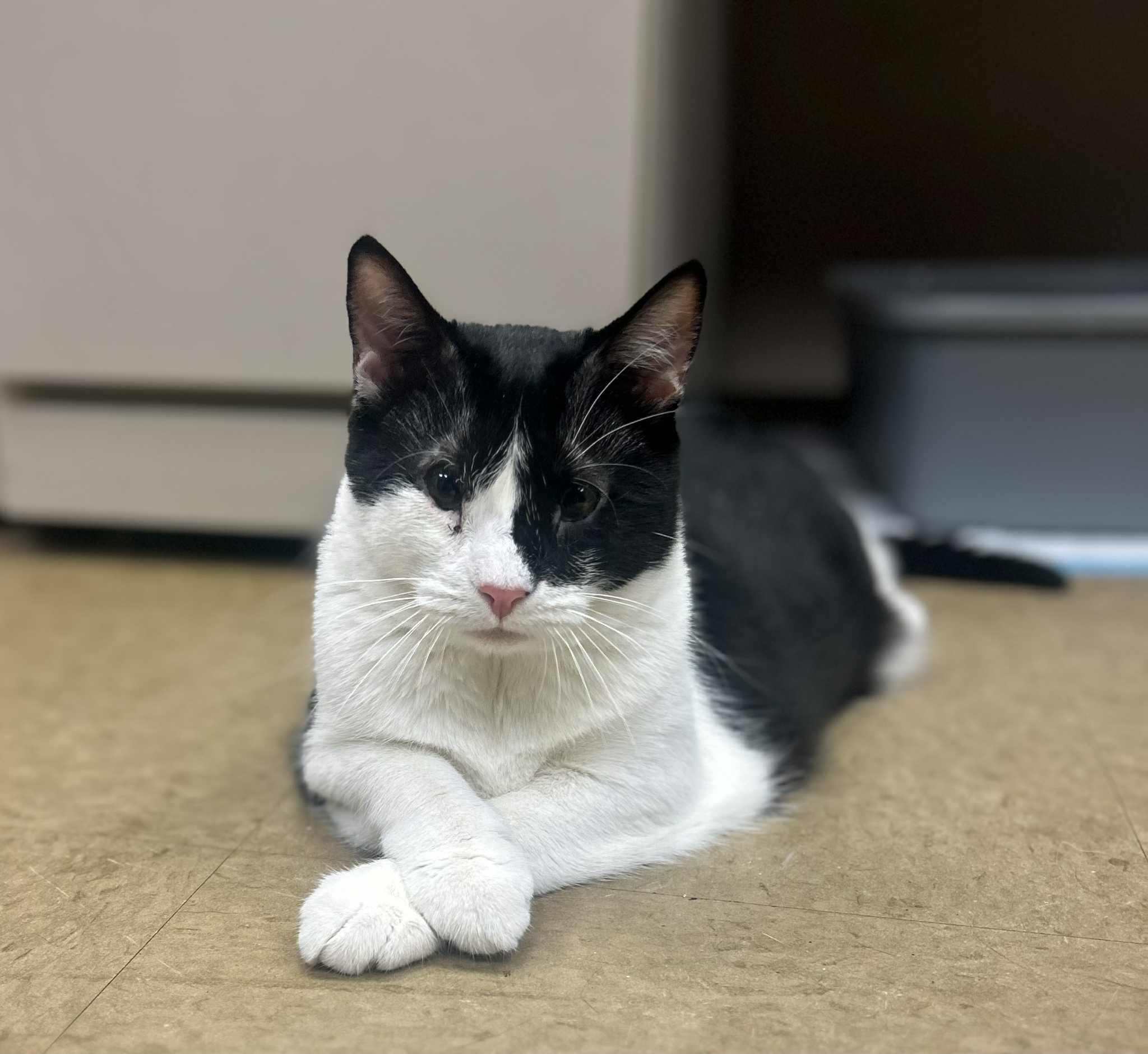Skunky ( IN OFFICE )