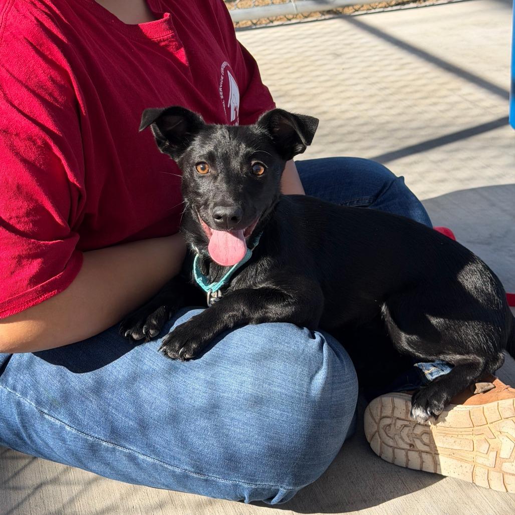 Enola, Adoptable, Puppy Female Mixed Breed.