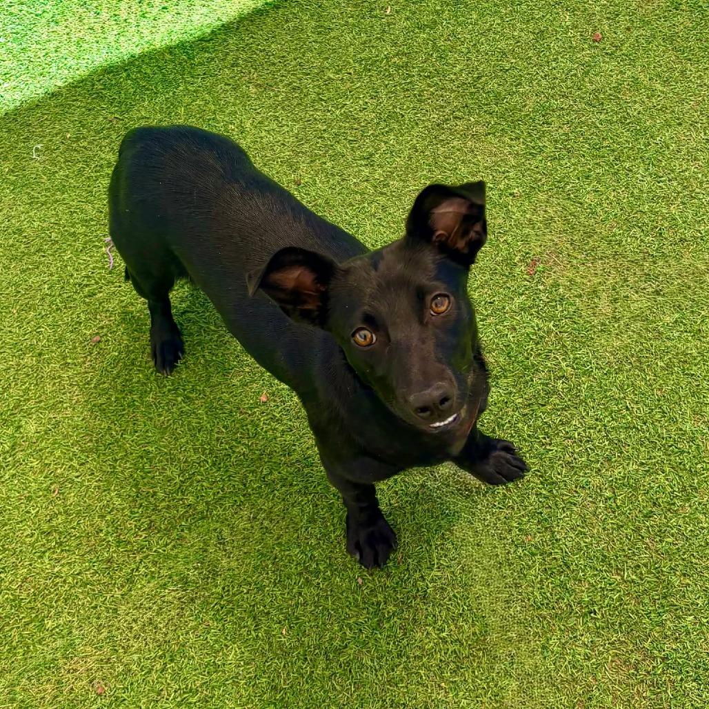 Enlarge Enola, a Adoptable Mixed Breed in Las Cruces, NM image 2/6