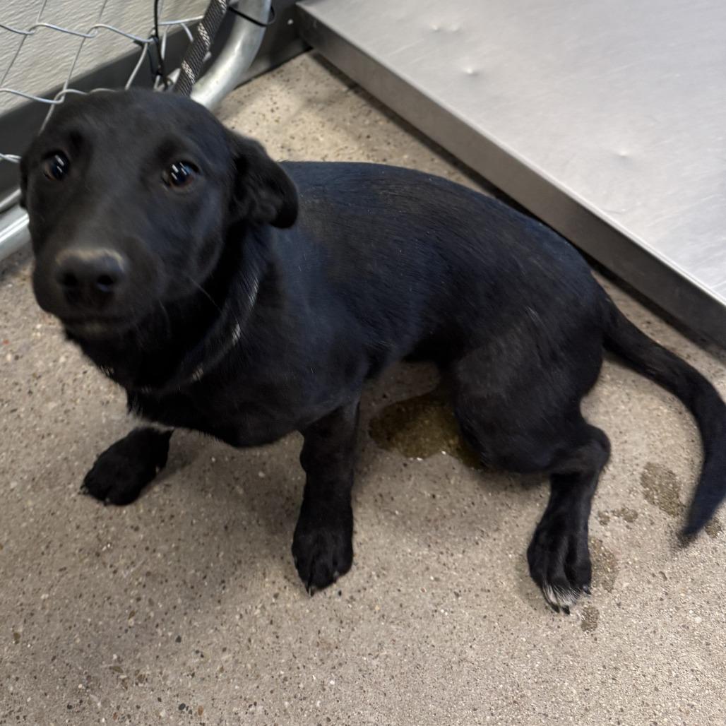 Enlarge Enola, a Adoptable Mixed Breed in Las Cruces, NM image 3/6