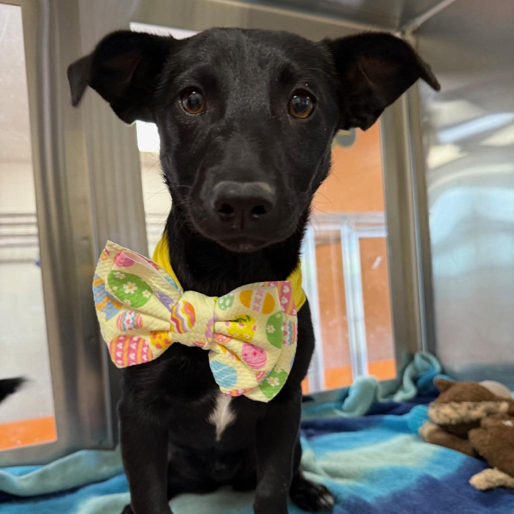 Enlarge Enola, a Adoptable Mixed Breed in Las Cruces, NM image 4/6