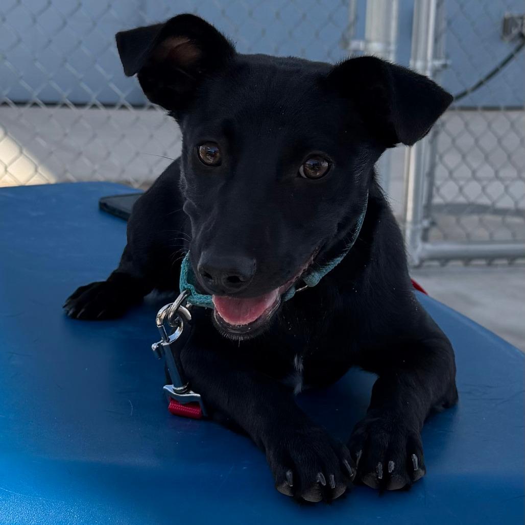 Enlarge Enola, a Adoptable Mixed Breed in Las Cruces, NM image 5/6