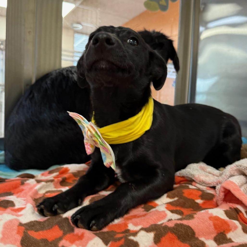 Enlarge Enola, a Adoptable Mixed Breed in Las Cruces, NM image 6/6