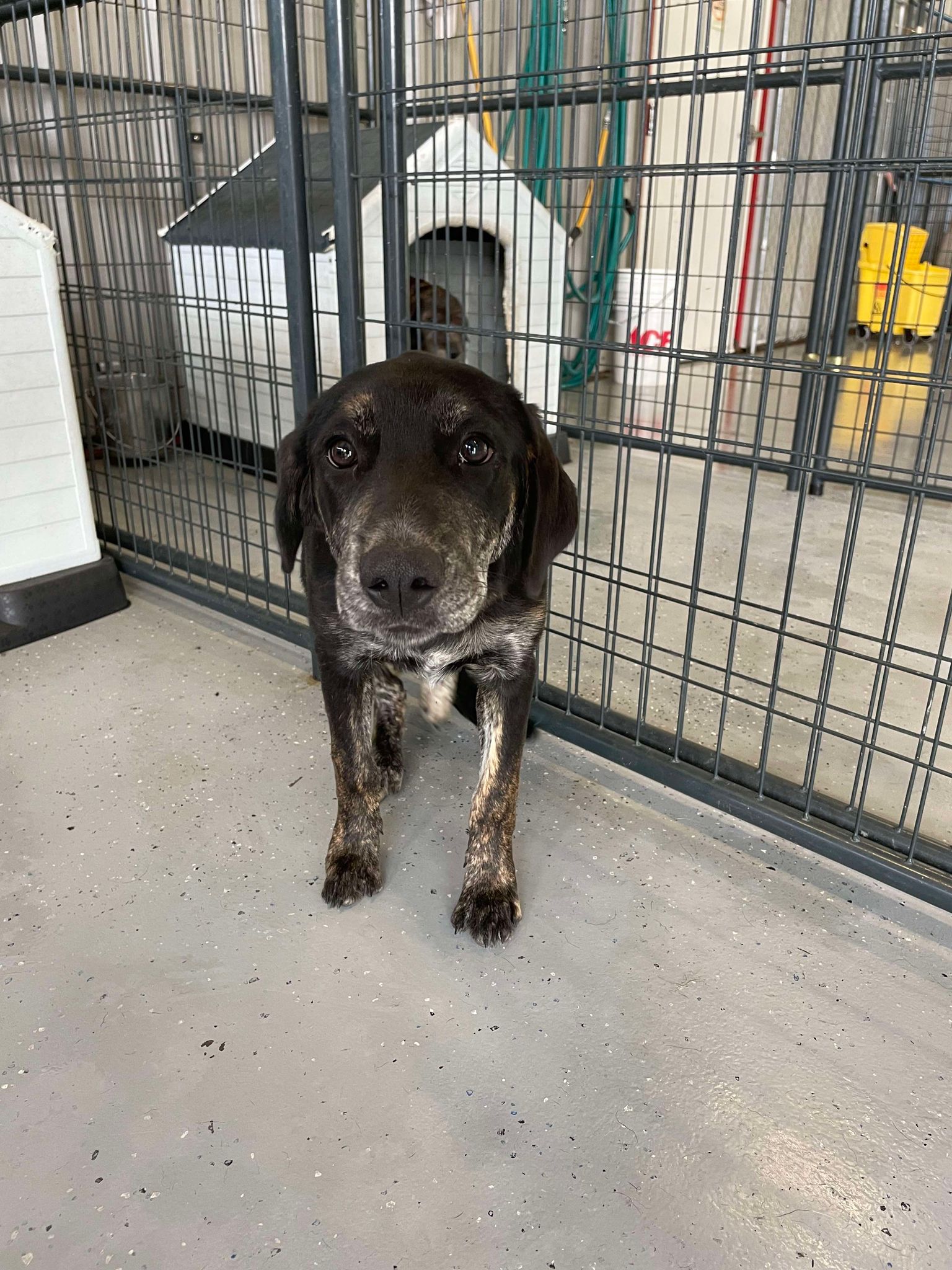 Dog for adoption Ciara, an Irish Wolfhound Mix in SC Petfinder