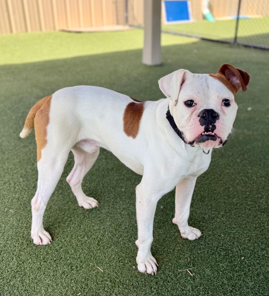 Ponzu, Adoptable, Young Male Boxer & American Bulldog.