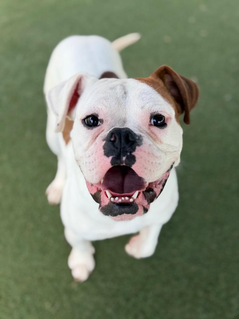 Enlarge Ponzu, a Adoptable mixed breed in Columbia, IL image 2/6