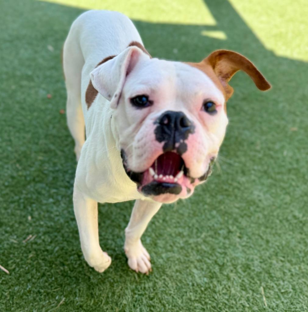Enlarge Ponzu, a Adoptable mixed breed in Columbia, IL image 3/6