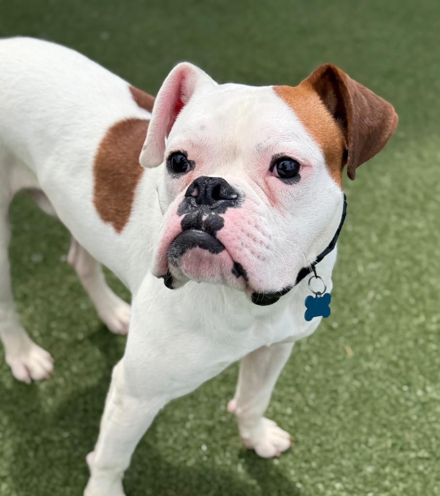 Enlarge Ponzu, a Adoptable mixed breed in Columbia, IL image 4/6
