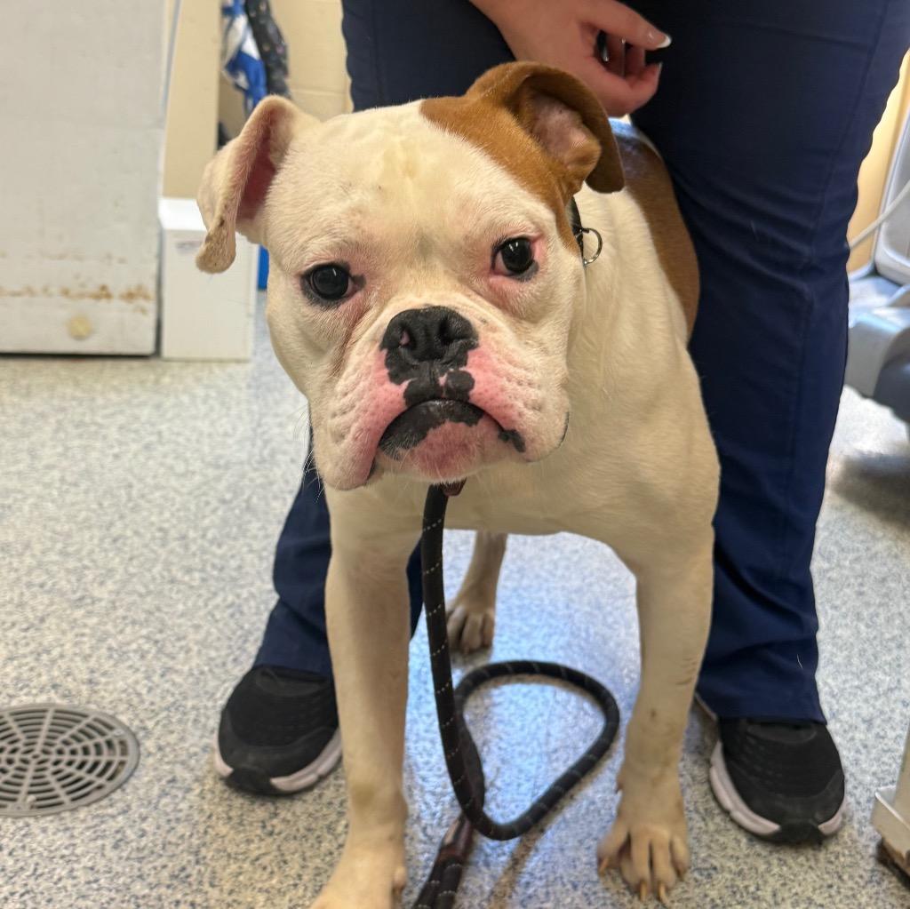Enlarge Ponzu, a Adoptable mixed breed in Columbia, IL image 5/6