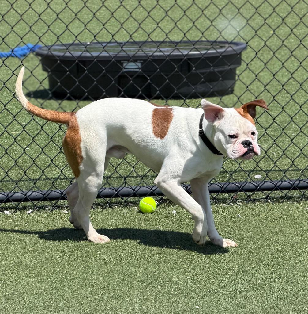 Enlarge Ponzu, a Adoptable mixed breed in Columbia, IL image 6/6