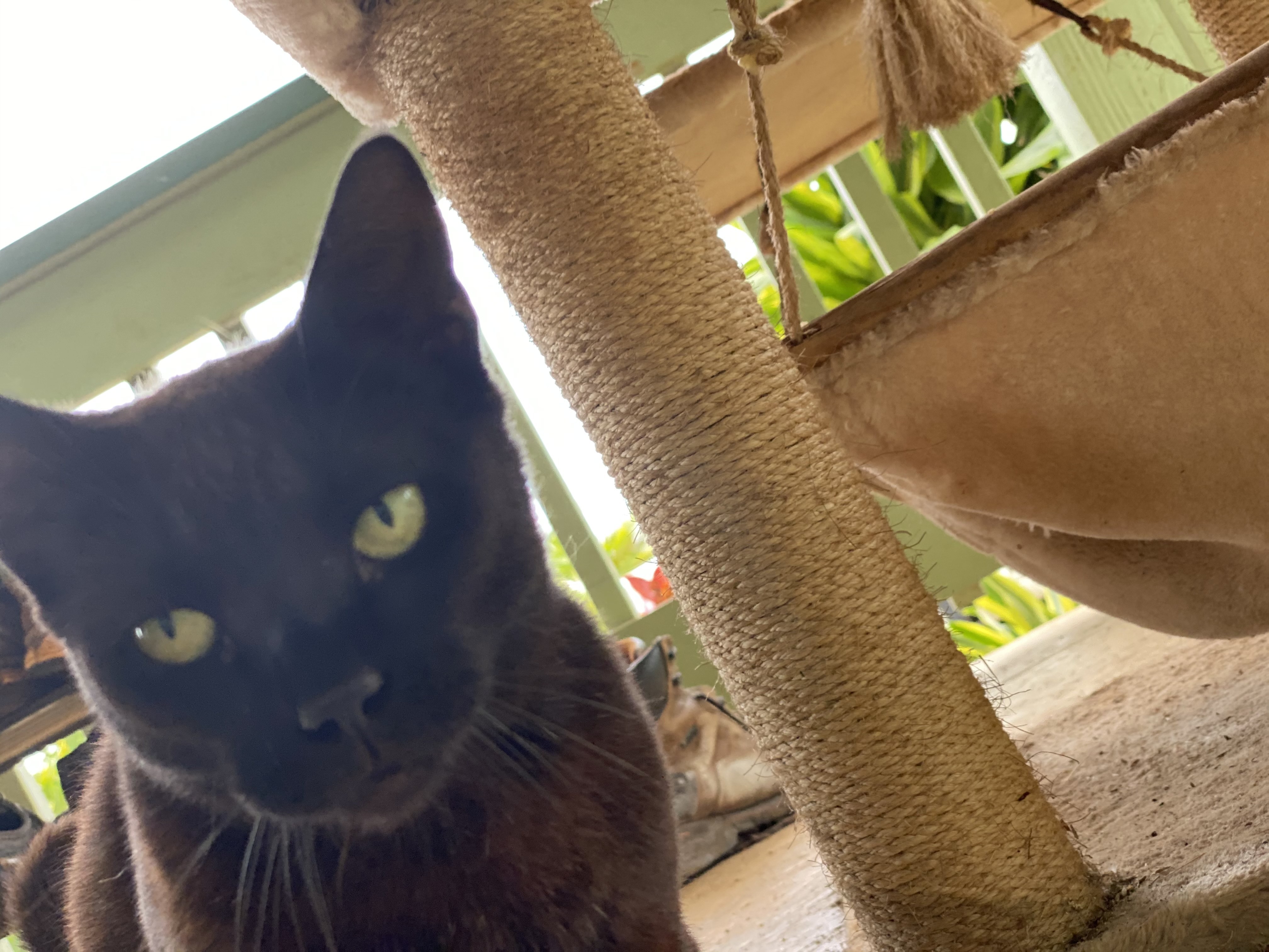 Forky, Adoptable, Adult Female Domestic Short Hair.