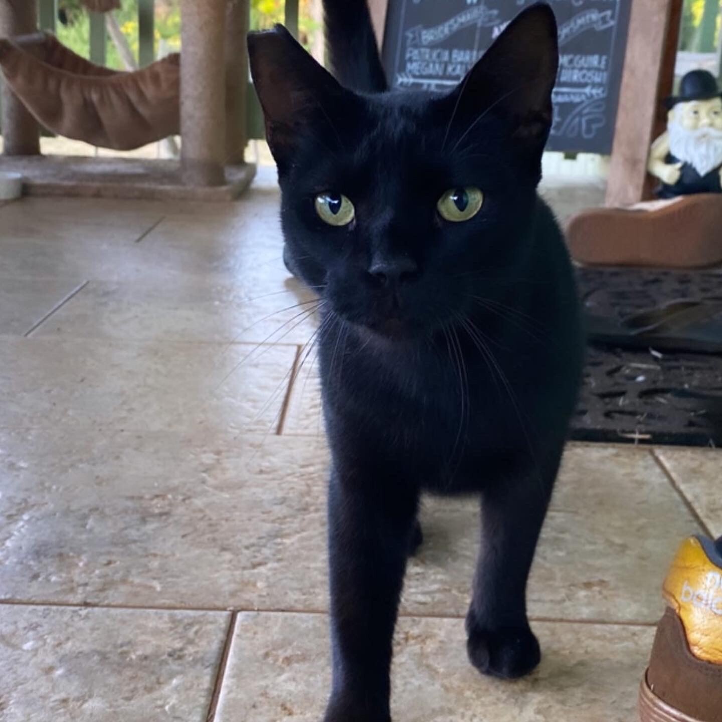 Enlarge Forky, a Adoptable Domestic Short Hair in Mililani, HI image 2/12