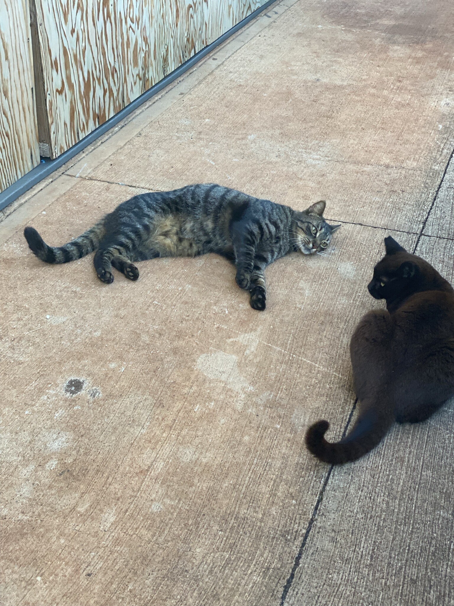 Enlarge Forky, a Adoptable Domestic Short Hair in Mililani, HI image 4/12