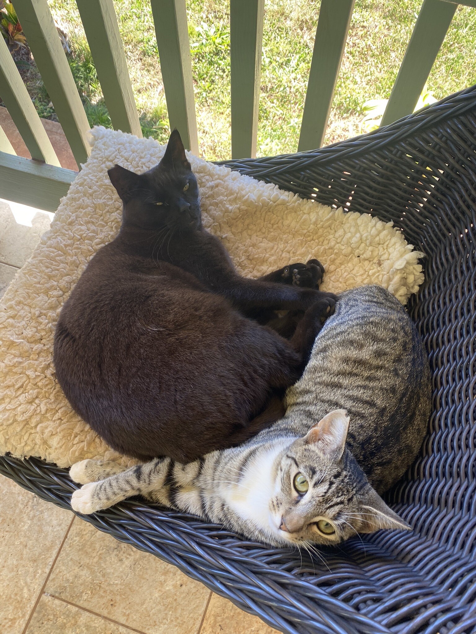 Enlarge Forky, a Adoptable Domestic Short Hair in Mililani, HI image 5/12