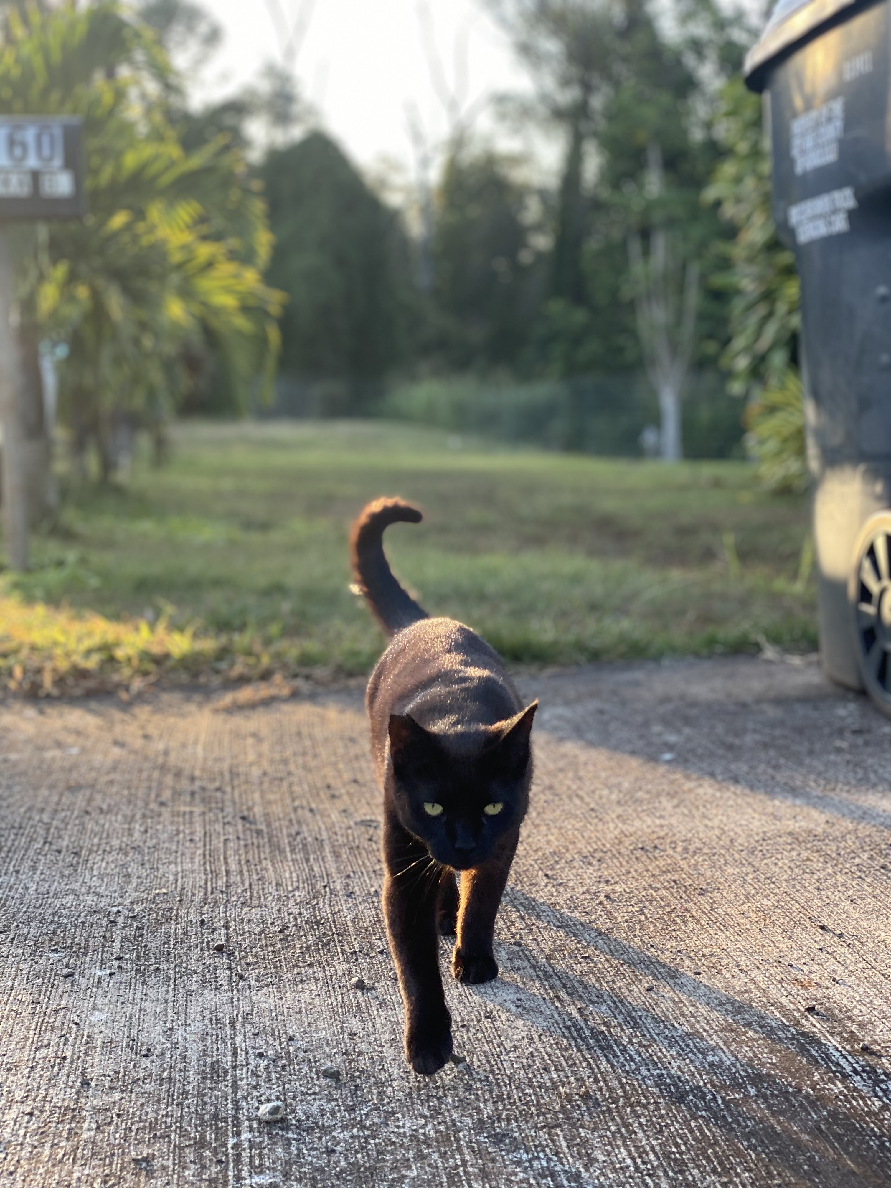 Enlarge Forky, a Adoptable Domestic Short Hair in Mililani, HI image 6/12