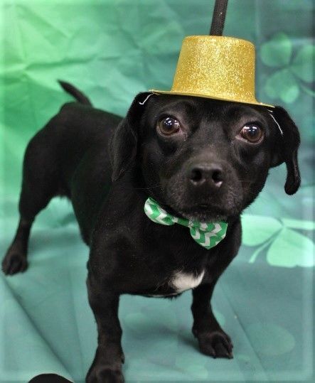 Junior, Adopted, Young Male Dachshund.