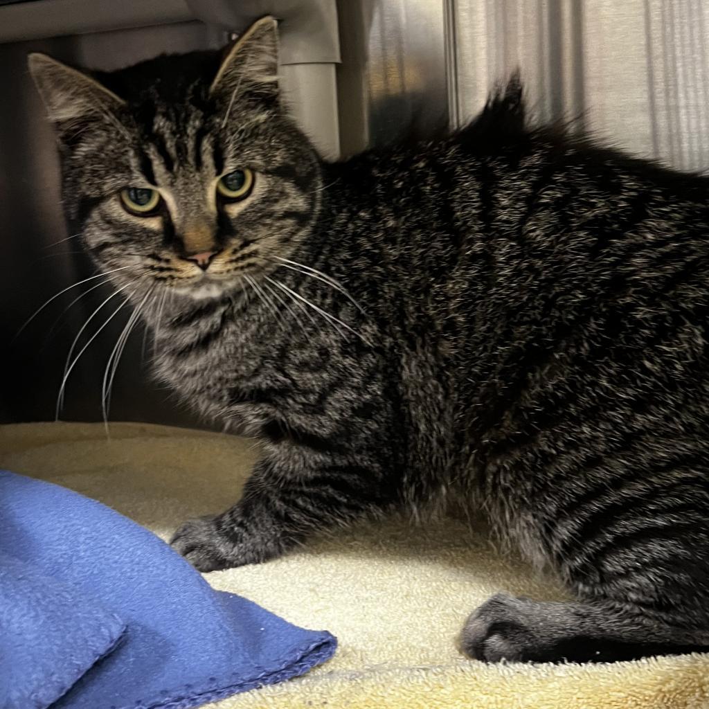 Walter, Adoptable, Adult Male Domestic Short Hair & Domestic Medium Hair.