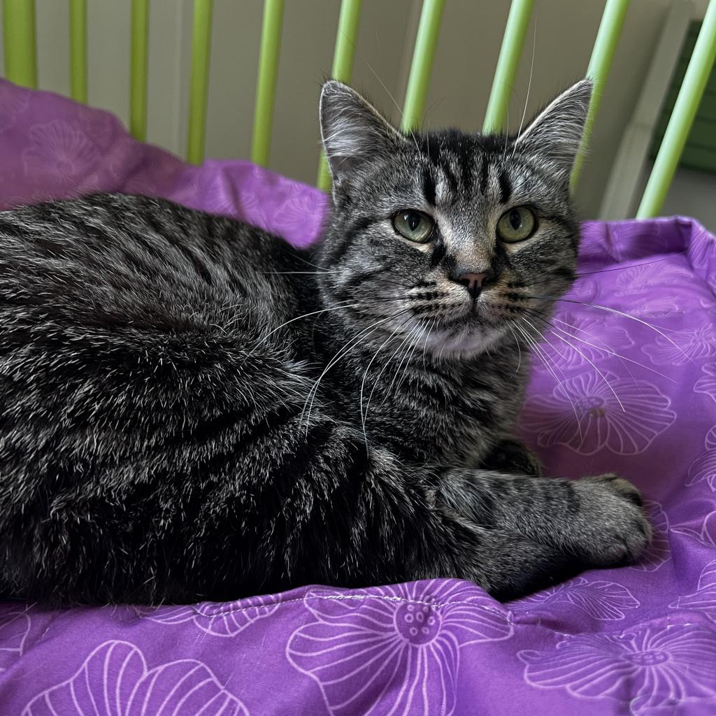 Enlarge Walter, a Adoptable mixed breed in Harrisville, WV image 2/3