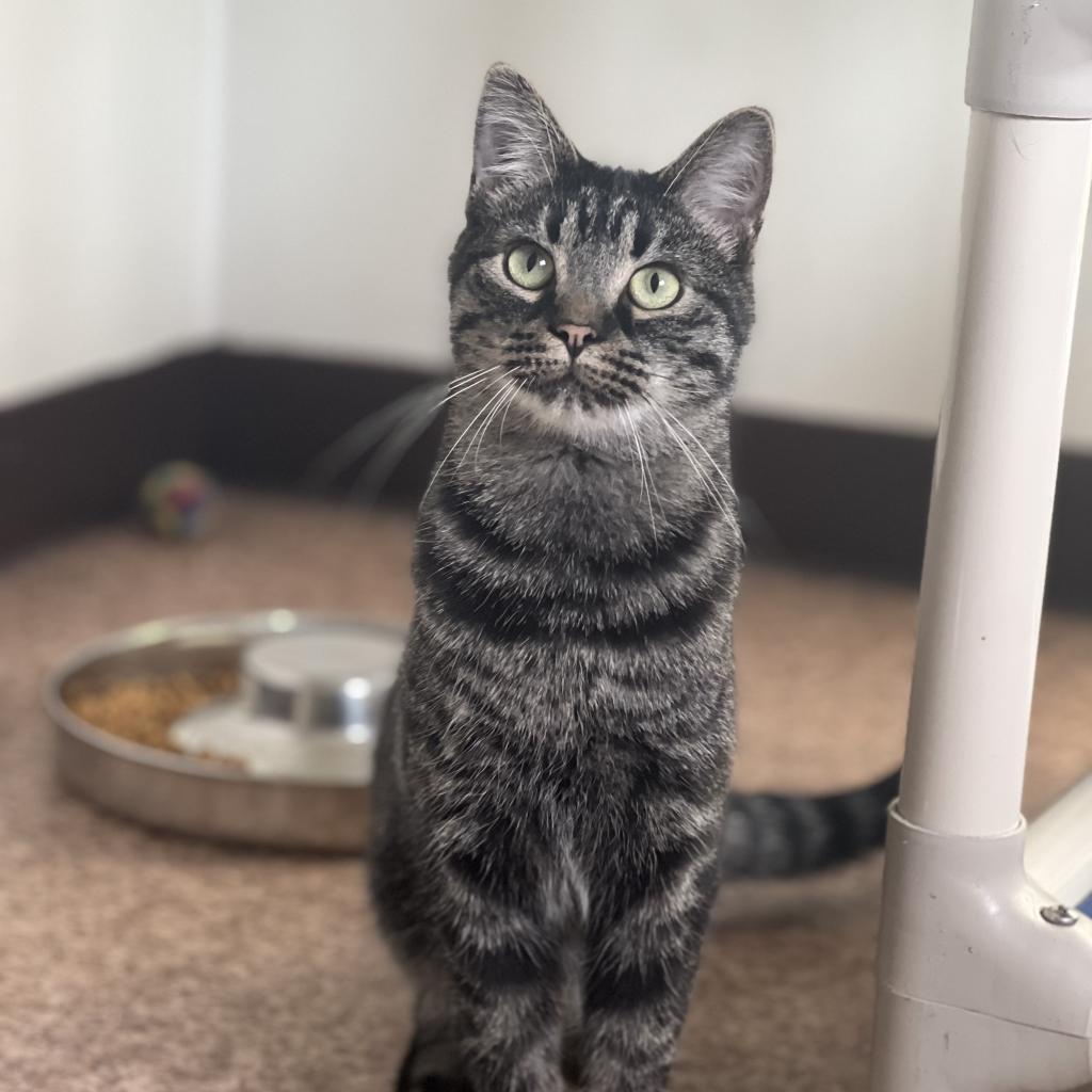 Enlarge Walter, a Adoptable mixed breed in Harrisville, WV image 3/3