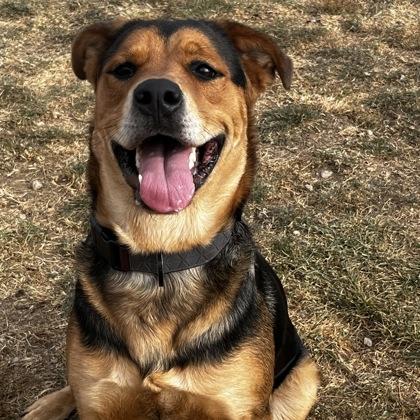 Enlarge Roxie, a ADOPTABLE mixed breed in Dubuque, IA image 3/3