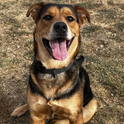 Roxie, ADOPTABLE, Adult Female Mixed Breed.