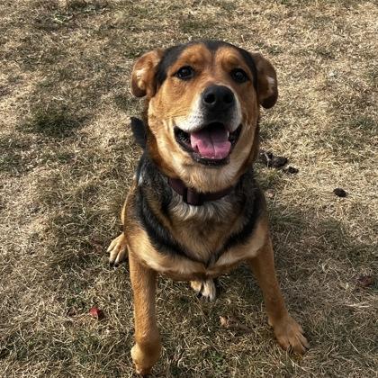 Enlarge Roxie, a ADOPTABLE mixed breed in Dubuque, IA image 2/3