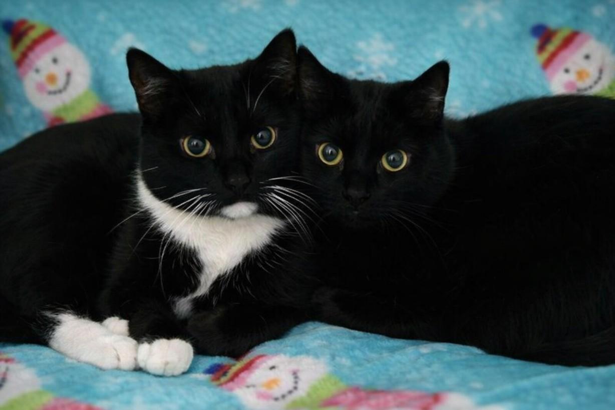 JOHNNY & FRANKIE, Adoptable, Adult Male Domestic Short Hair.
