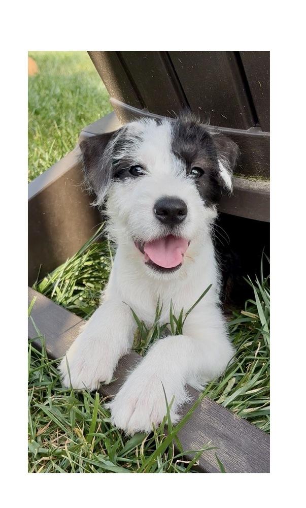 Enlarge Freeze, a Adoptable mixed breed in Mooresville, NC image 1/6